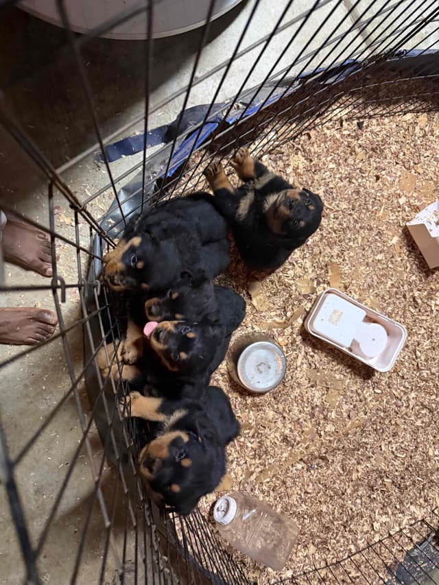 Rottweiler Puppies media 16