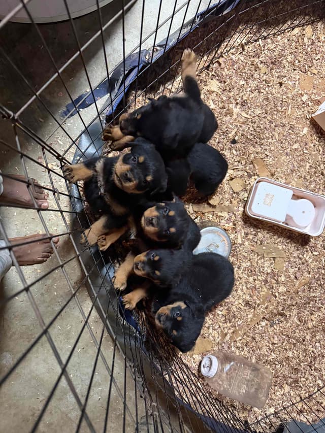 Rottweiler Puppies media 17