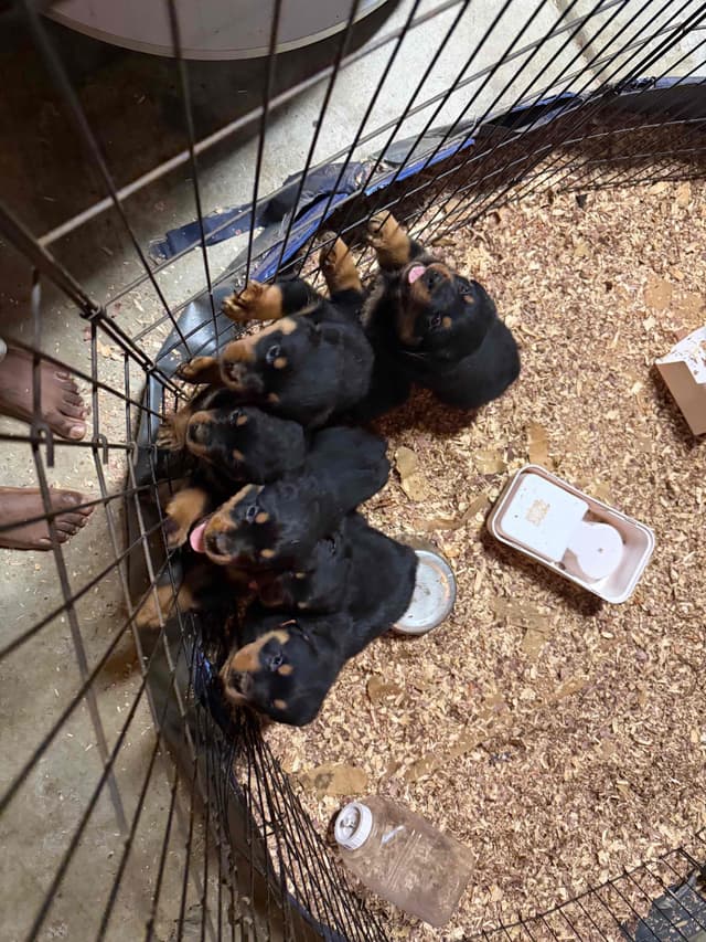 Rottweiler Puppies media 18