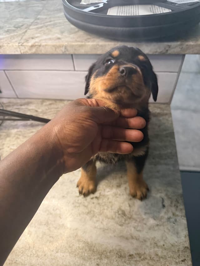 Rottweiler Puppies media 20