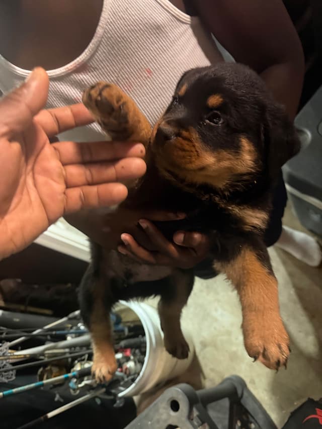 Rottweiler Puppies media 21