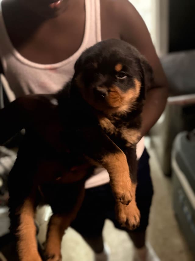 Rottweiler Puppies media 23