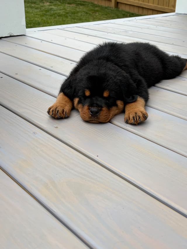 Rottweiler Puppies media 24
