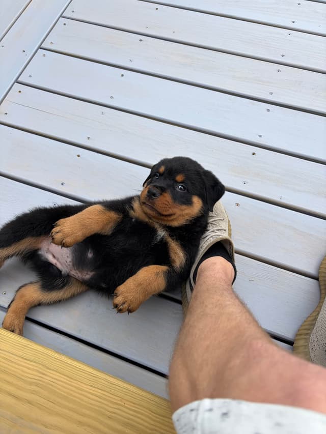 Rottweiler Puppies media 26