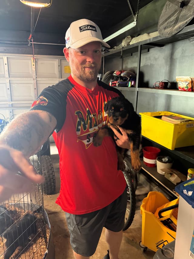 Rottweiler Puppies media 27