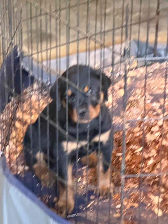 Rottweiler Puppies media 28