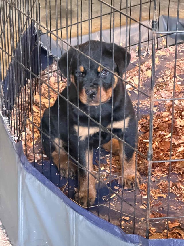 Rottweiler Puppies media 30