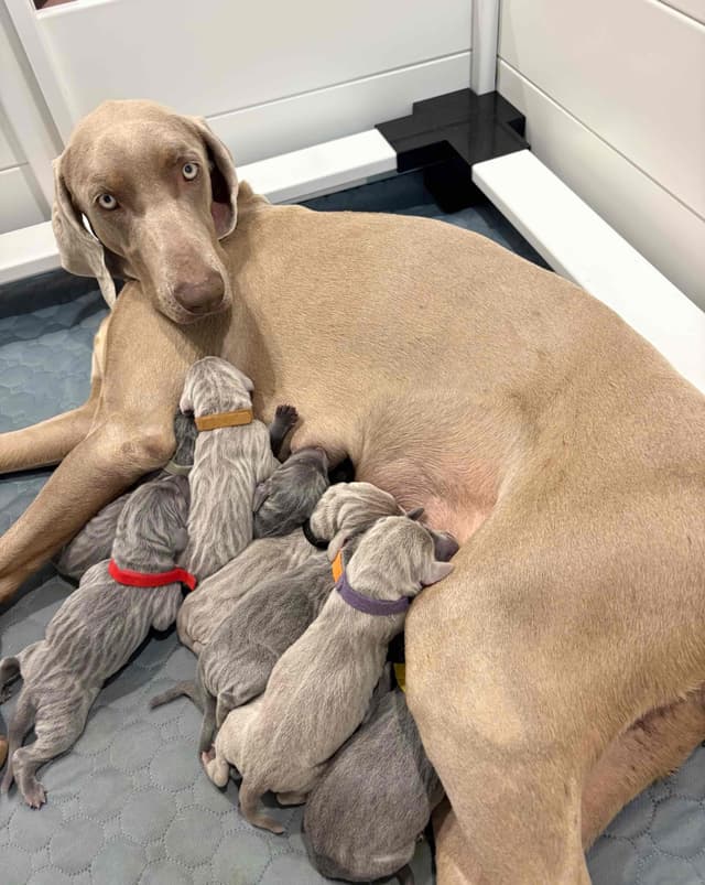 Weimaraner Puppies media 2