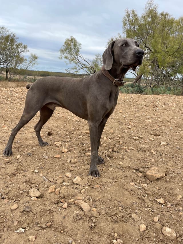 Weimaraner Puppies media 4