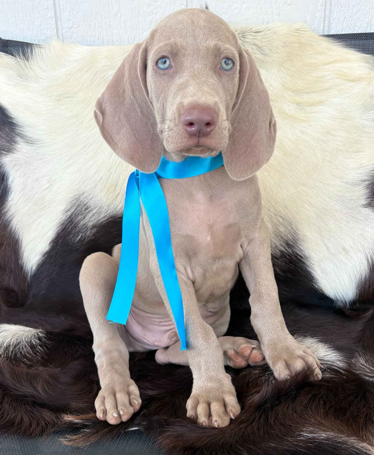 Weimaraner Puppies breeder image 3
