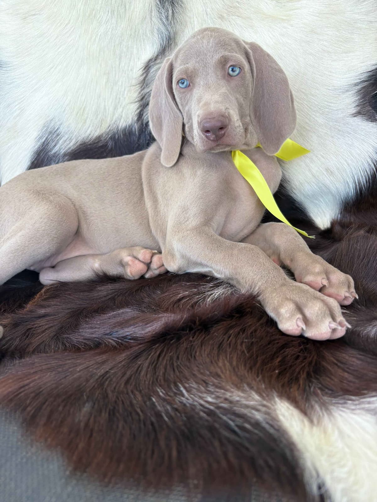 Weimaraner Puppies breeder image 4
