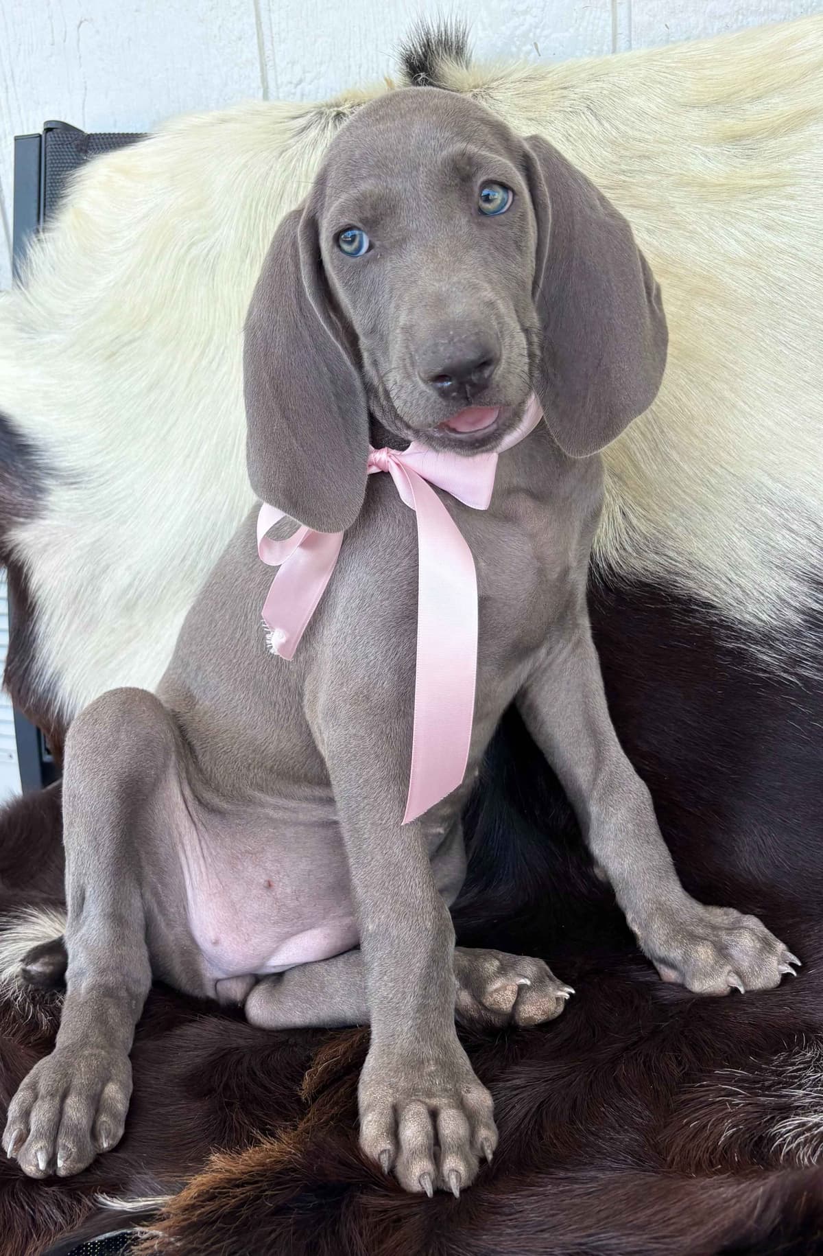 Weimaraner Puppies breeder image 5