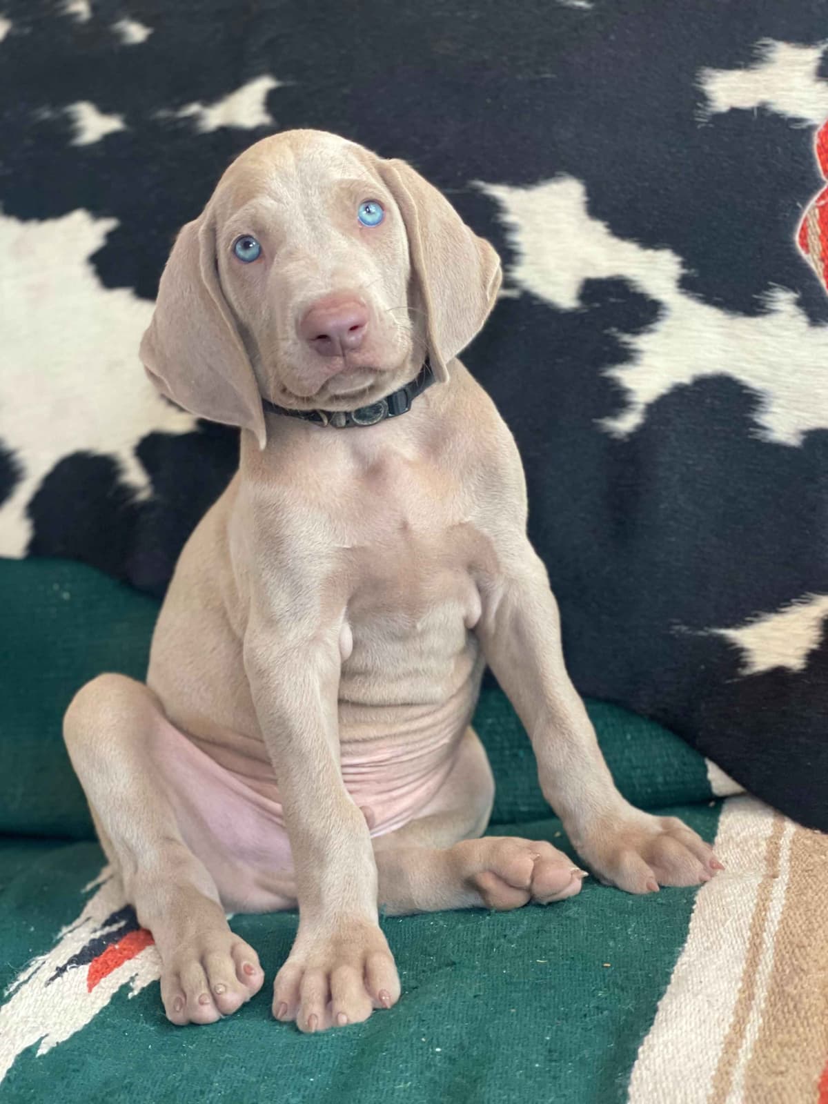 Weimaraner Puppies breeder image 6