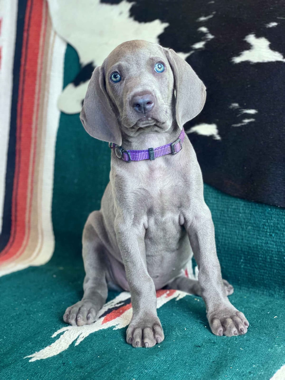 Weimaraner Puppies breeder image 7