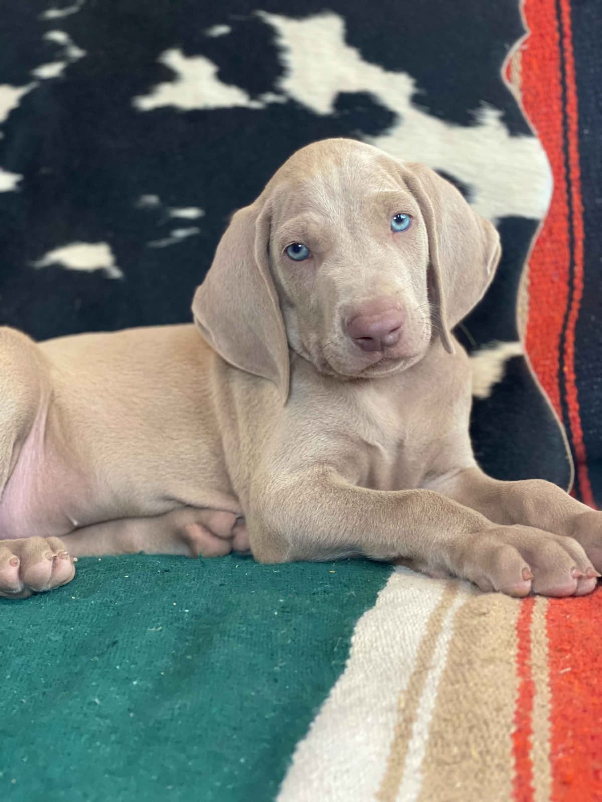 Weimaraner Puppies breeder image 8