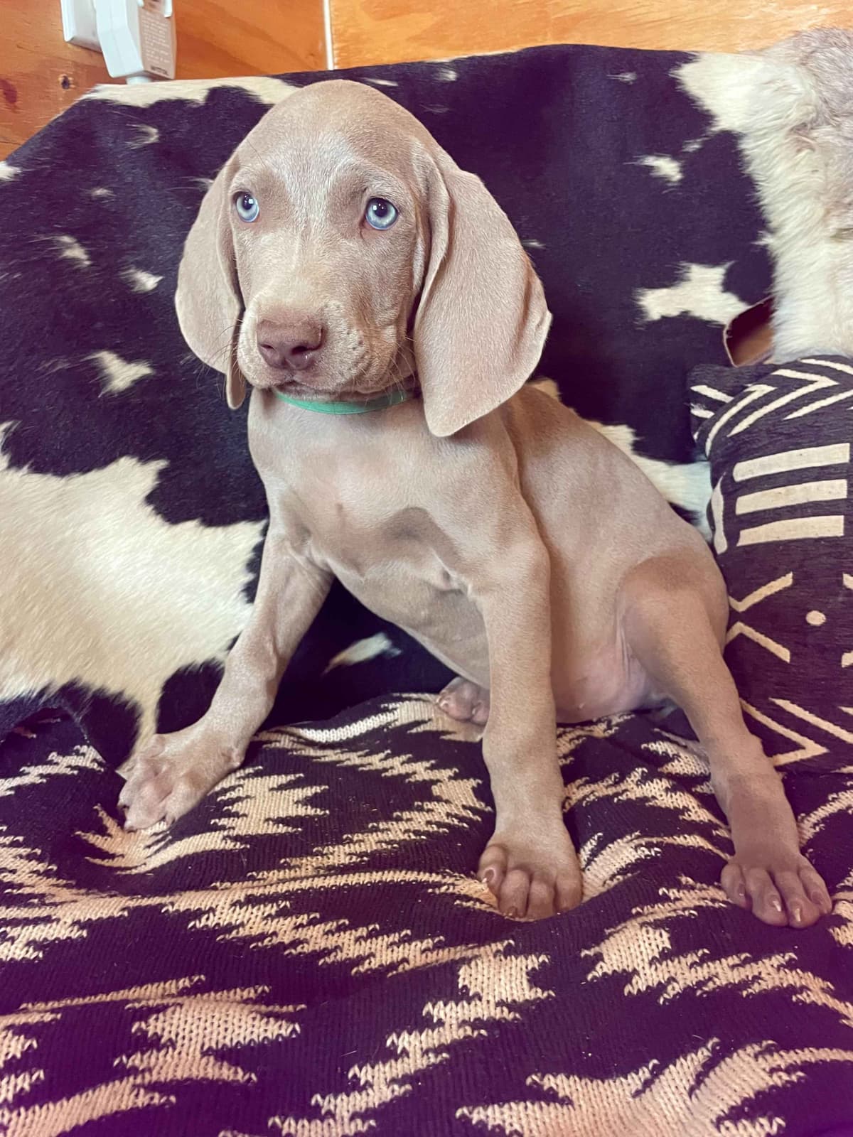 Weimaraner Puppies breeder image 9