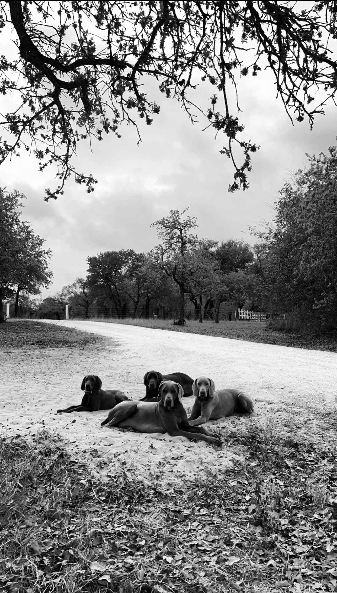 Weimaraner Puppies breeder image 10