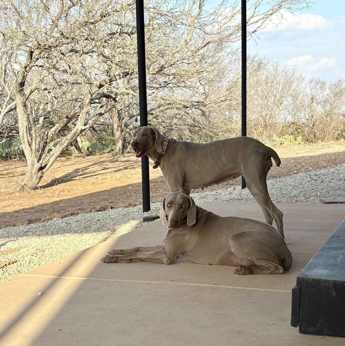 Weimaraner Puppies breeder image 11