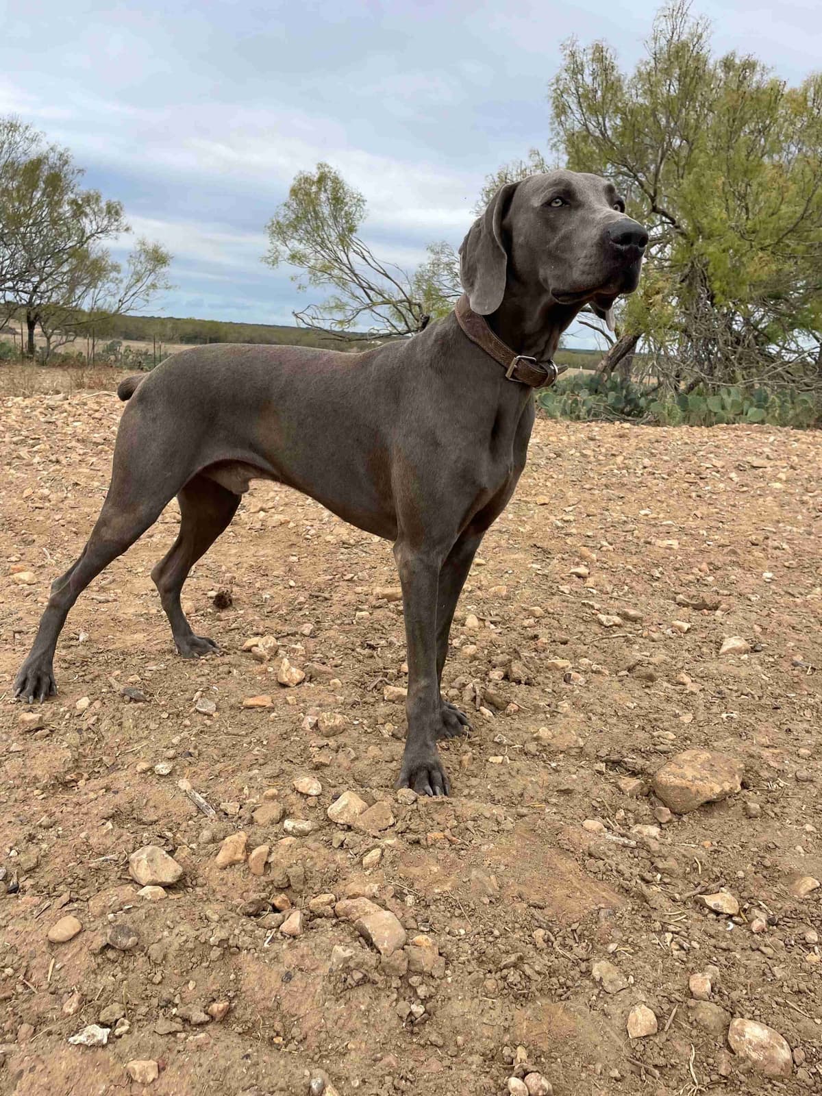 Weimaraner Puppies breeder image 12