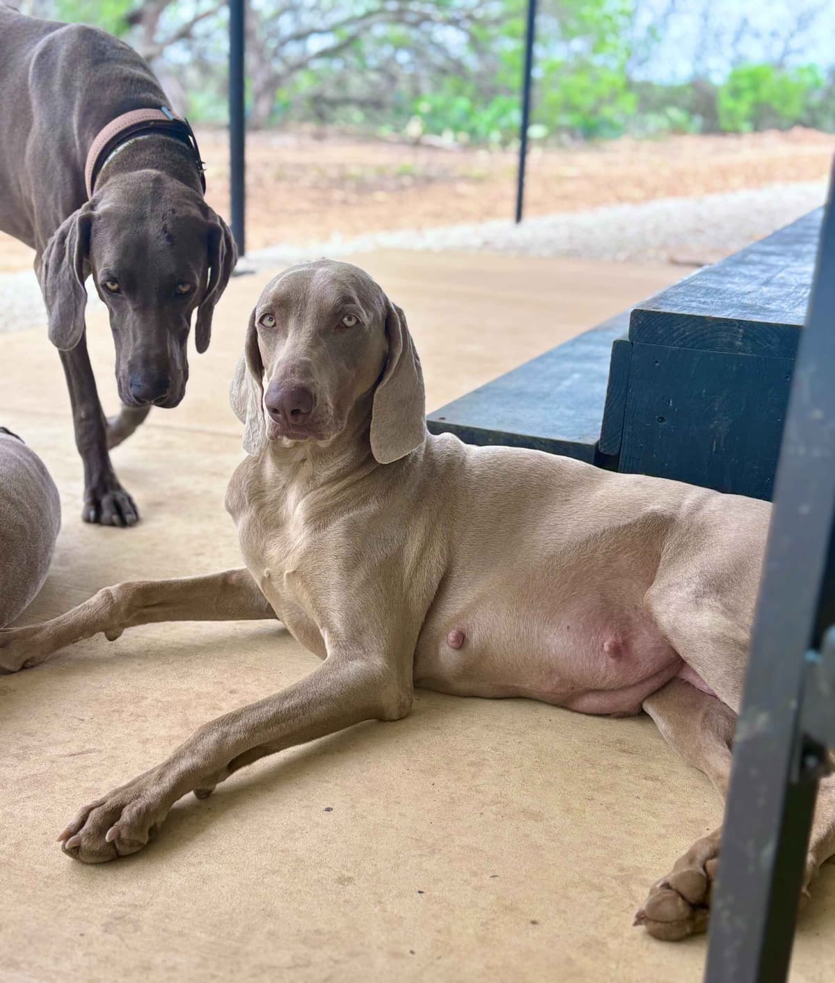 Weimaraner Puppies breeder image 13
