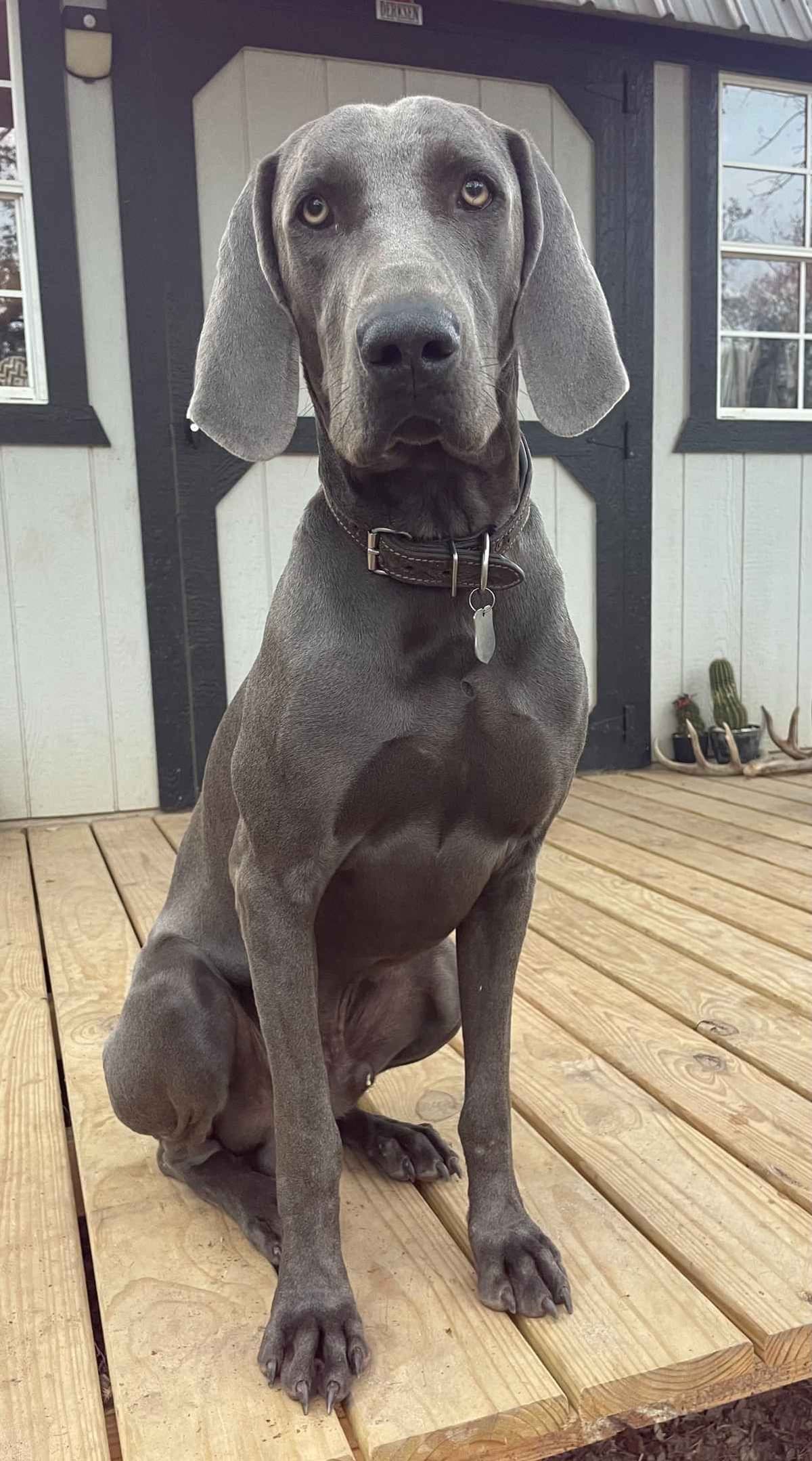 Weimaraner Puppies breeder image 14