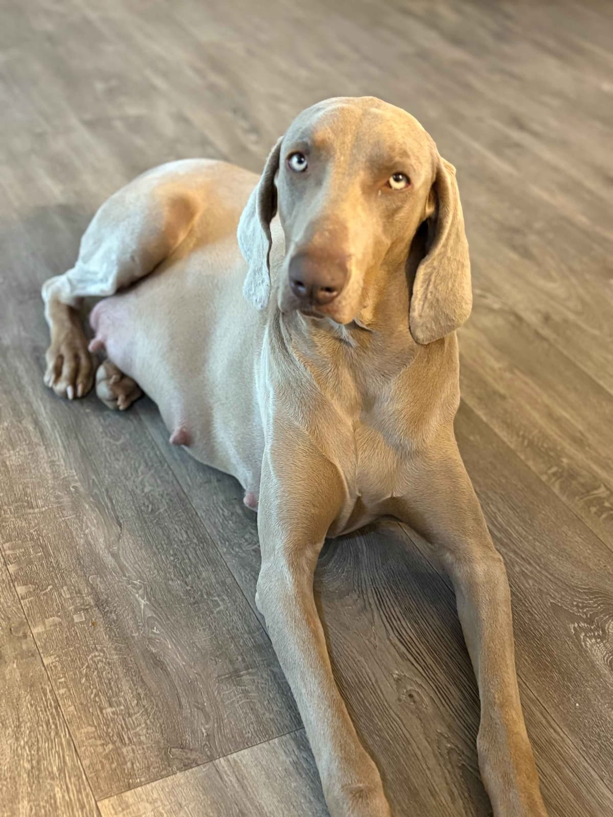 Weimaraner Puppies breeder image 15