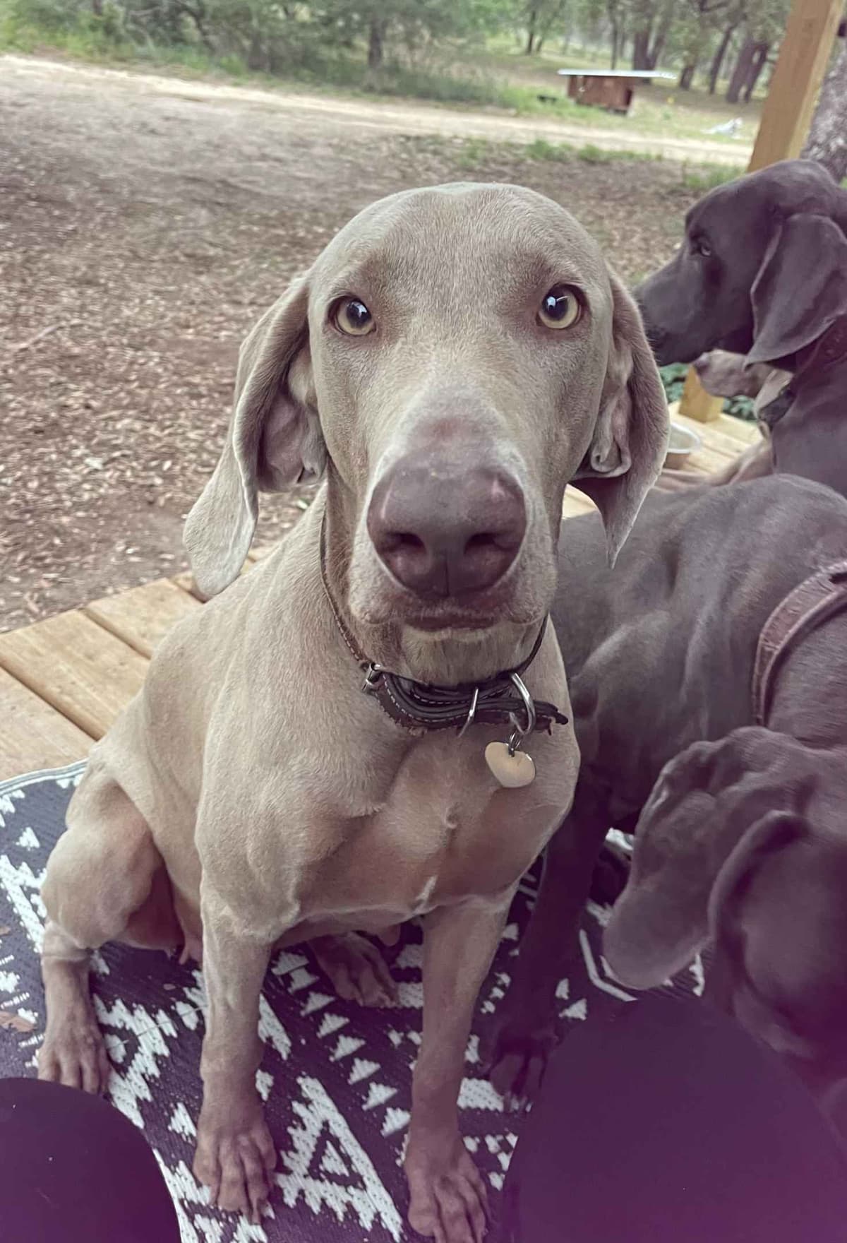 Weimaraner Puppies breeder image 16