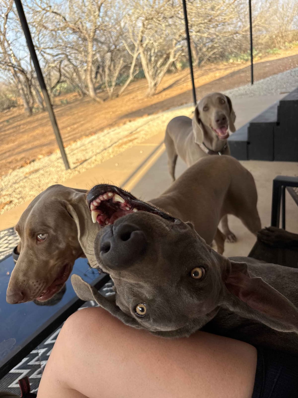 Weimaraner Puppies breeder image 20