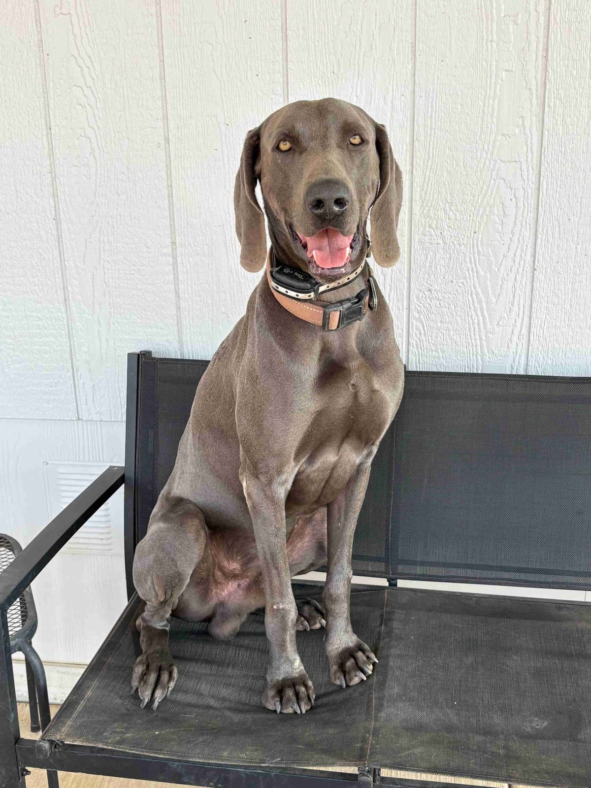 Weimaraner Puppies breeder image 21