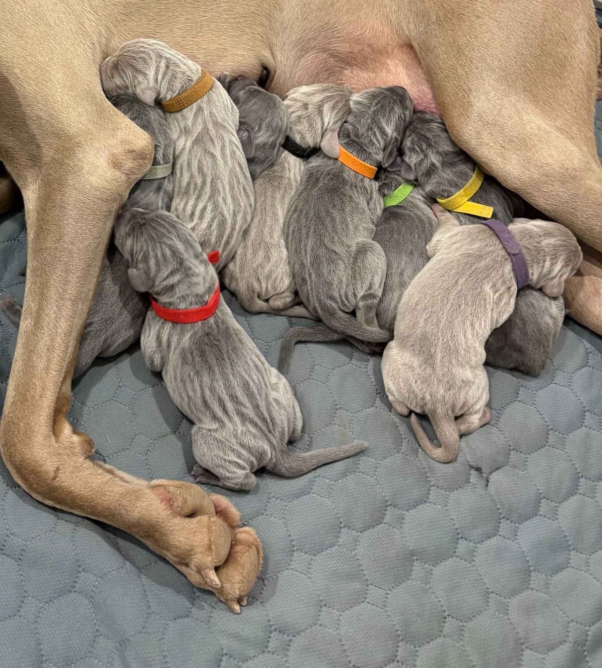 Weimaraner Puppies breeder image 22