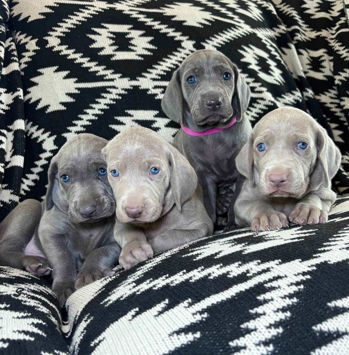 Weimaraner Puppies breeder image 23
