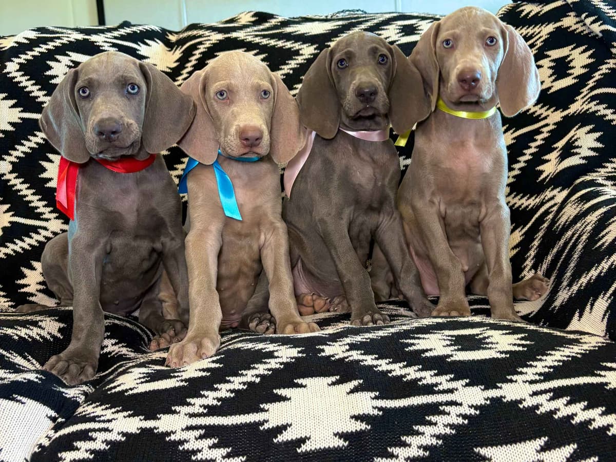 Weimaraner Puppies breeder image 24