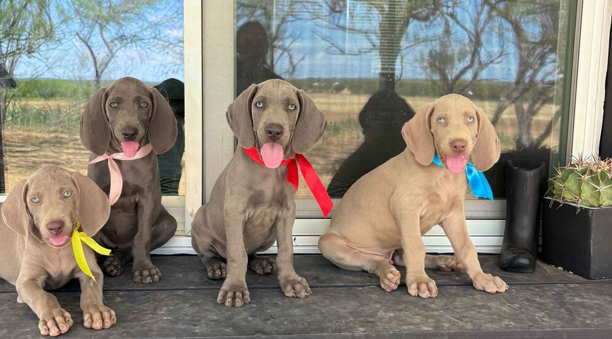 Weimaraner Puppies breeder image 25