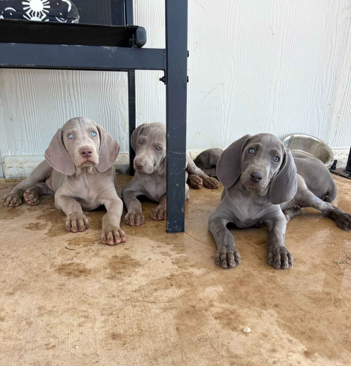 Weimaraner Puppies breeder image 26