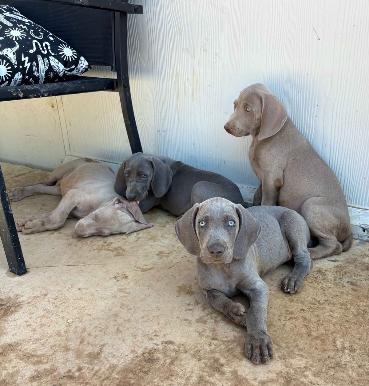 Weimaraner Puppies breeder image 27