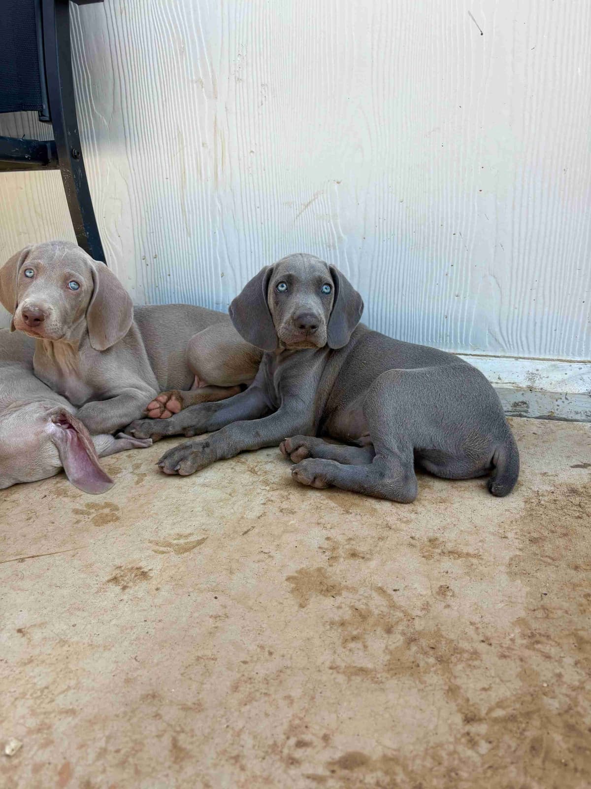 Weimaraner Puppies breeder image 28