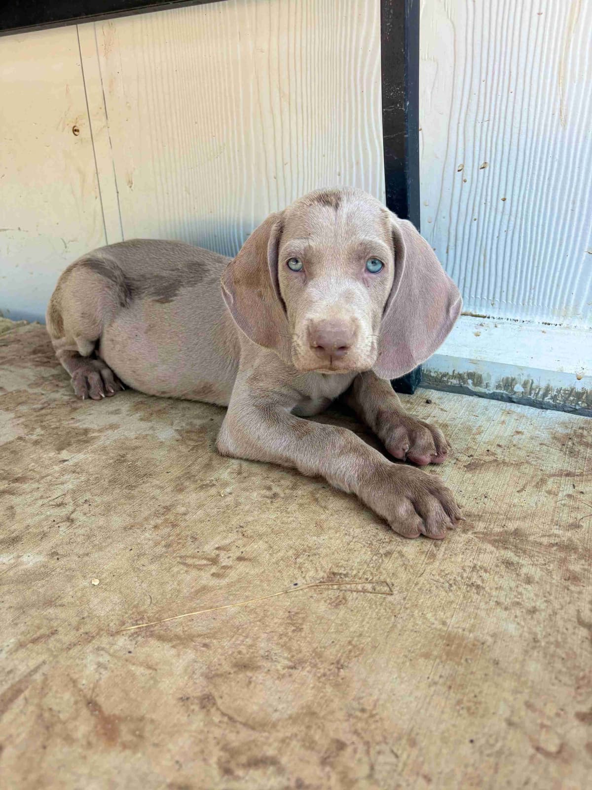 Weimaraner Puppies breeder image 29