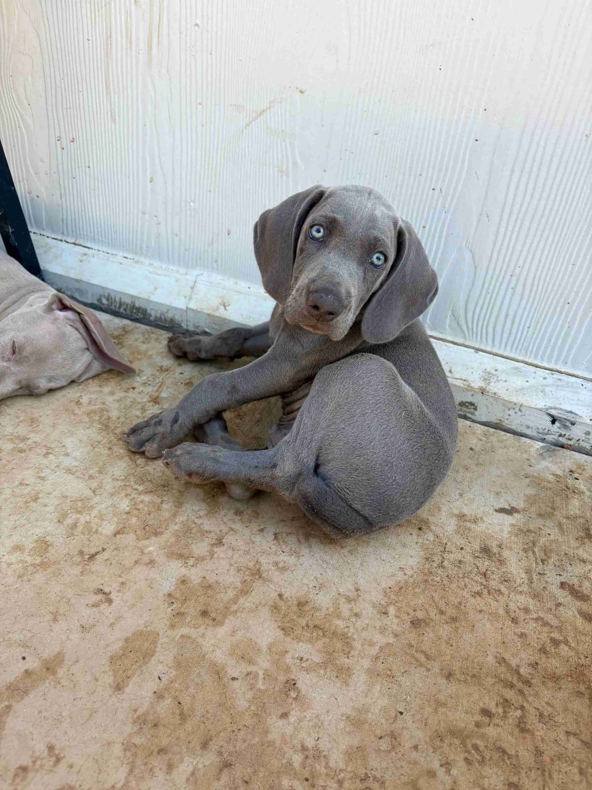 Weimaraner Puppies breeder image 30