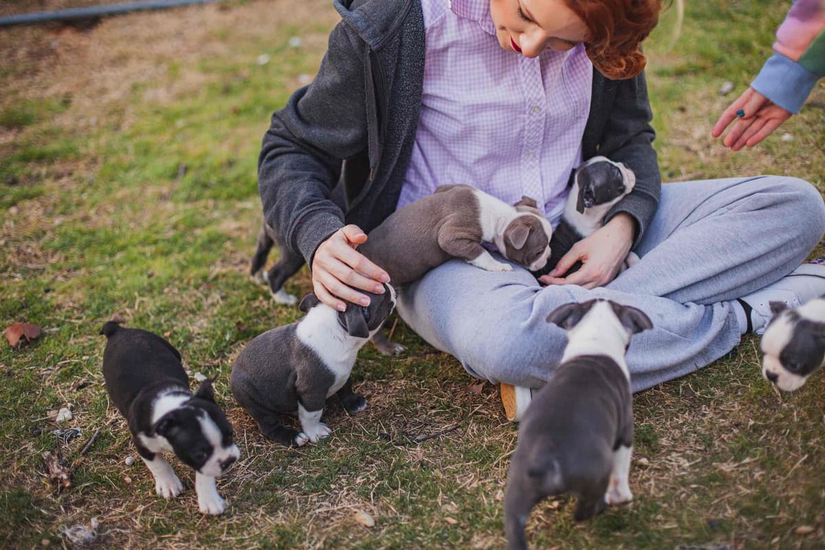 Boston Terrier Puppies breeder image 1