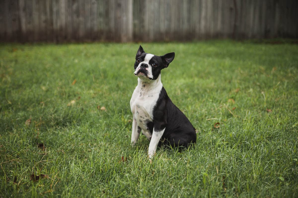 Boston Terrier Puppies breeder image 2