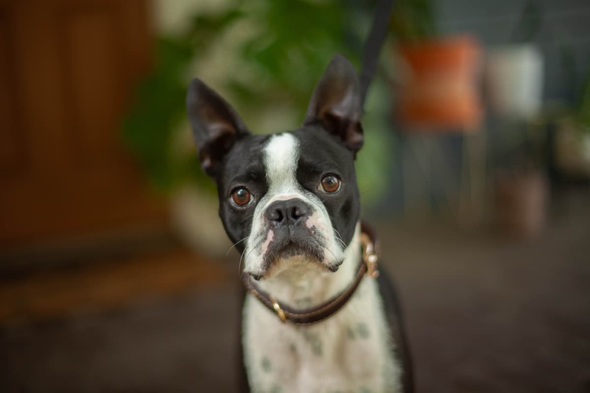 Boston Terrier Puppies breeder image 3