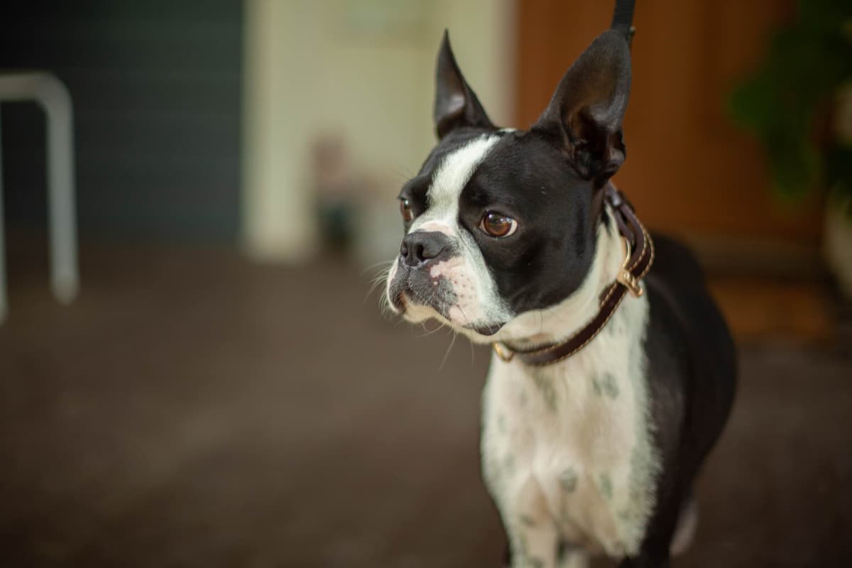 Boston Terrier Puppies breeder image 4