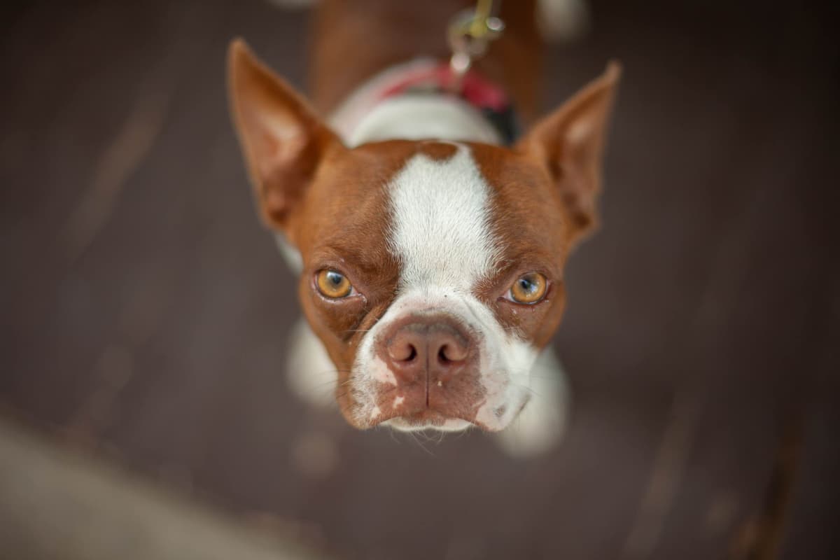 Boston Terrier Puppies breeder image 5