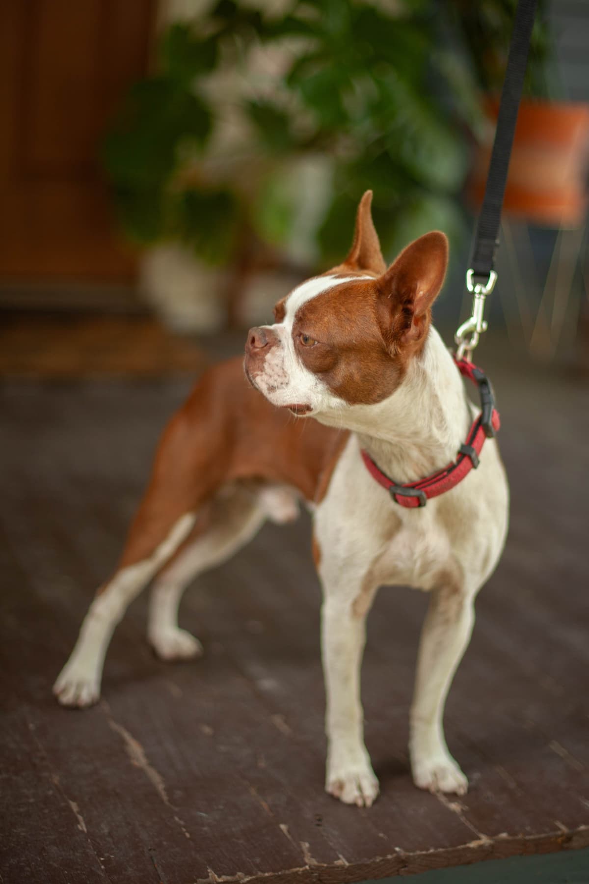 Boston Terrier Puppies breeder image 7