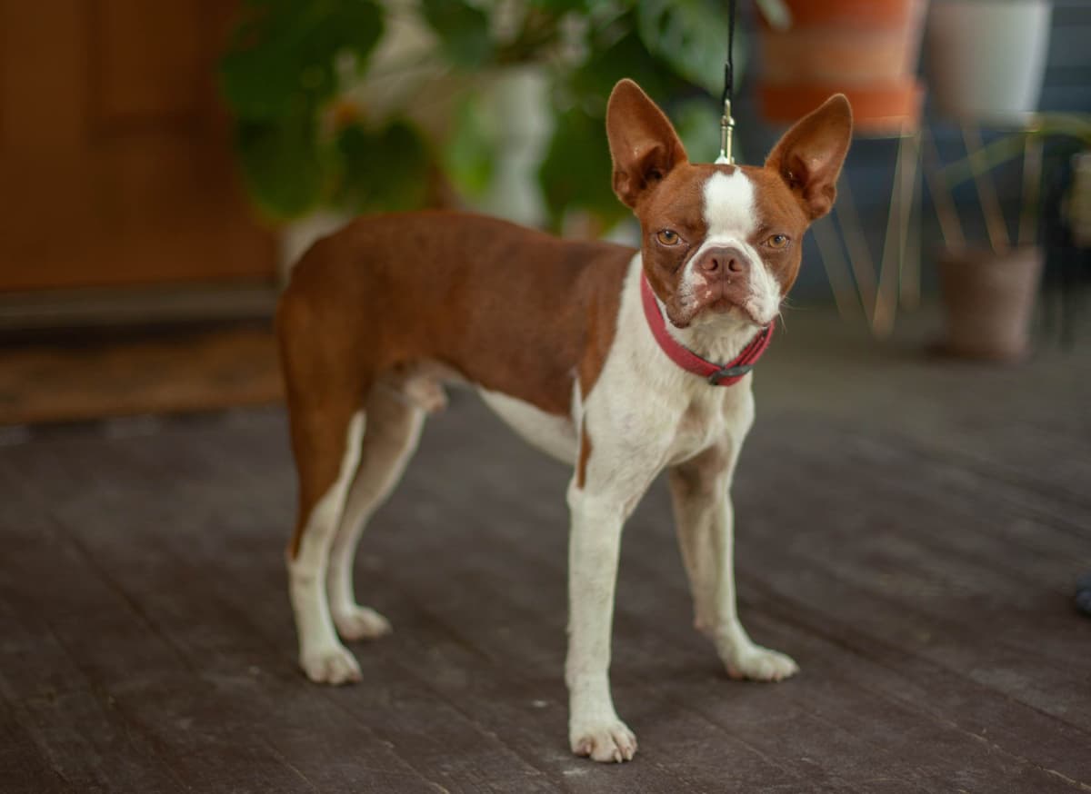Boston Terrier Puppies breeder image 6