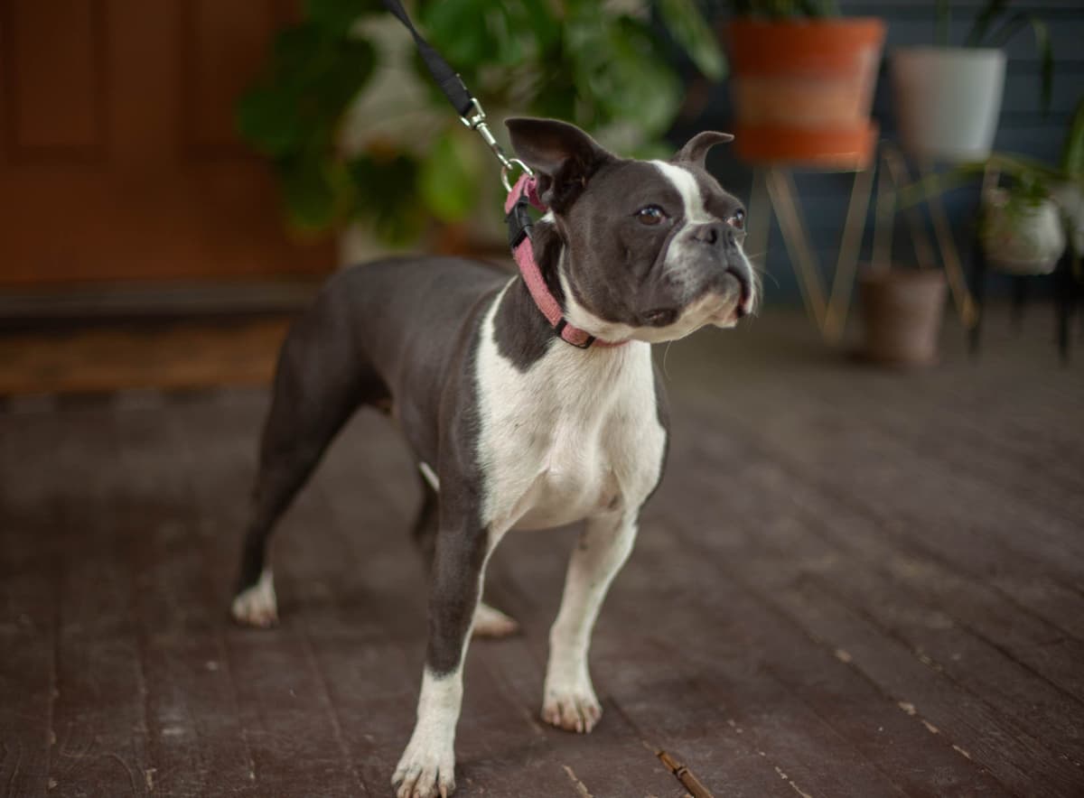 Boston Terrier Puppies breeder image 9