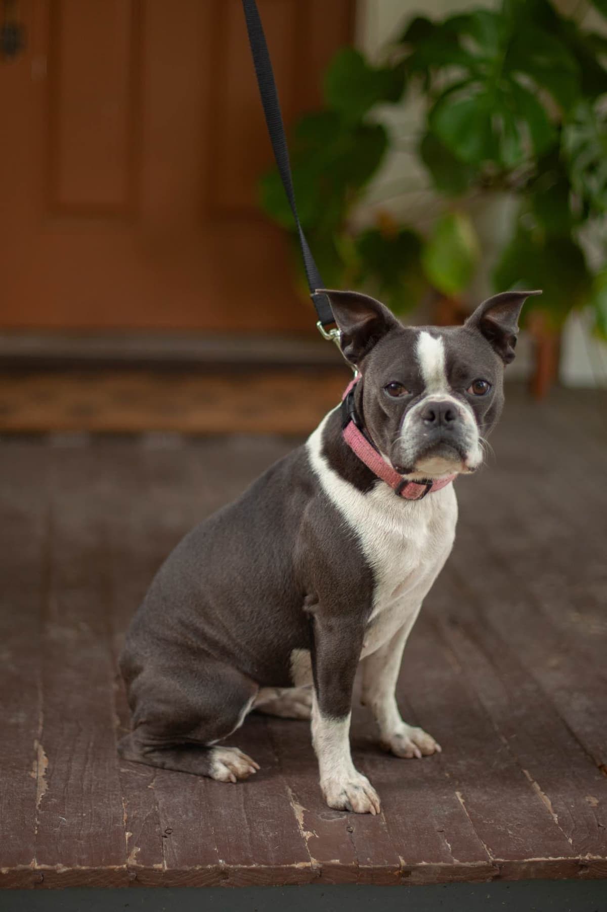 Boston Terrier Puppies breeder image 8