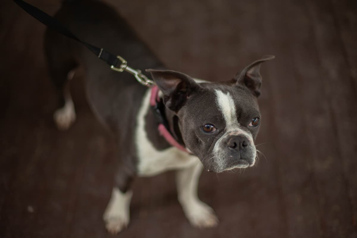 Boston Terrier Puppies breeder image 10