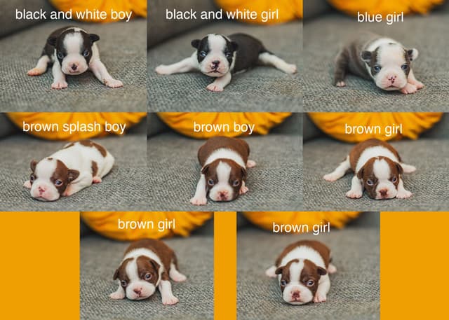 Boston Terrier Puppies media 3