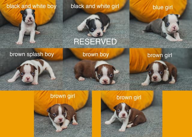 Boston Terrier Puppies media 2